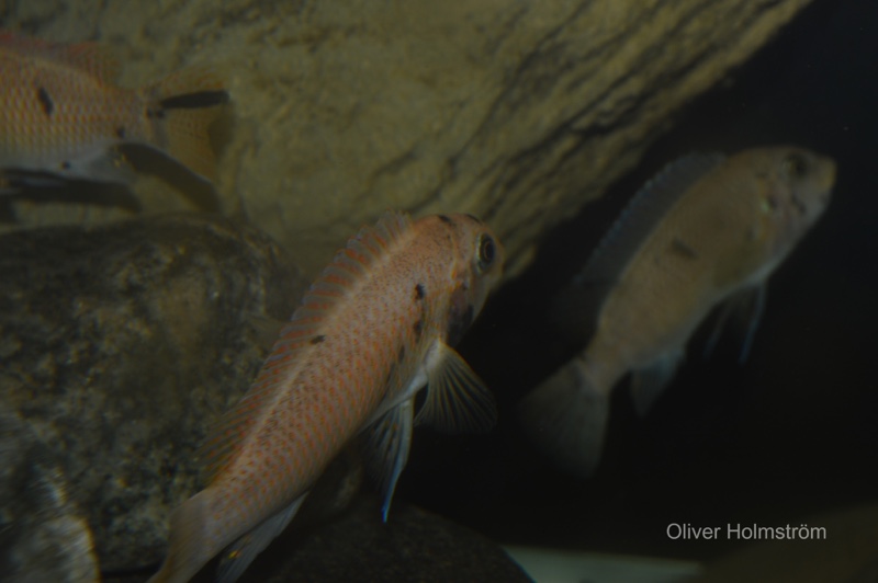 Labeotropheus fuelleborni 'Namalenje Island'